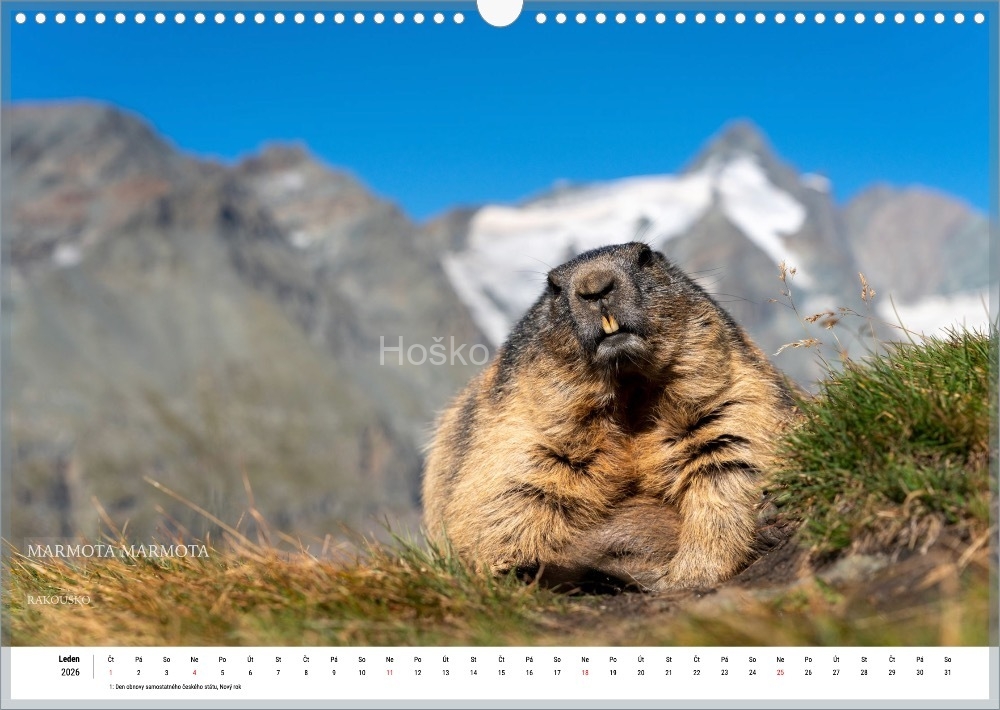 Bez-nazvu_001 Bez-nazvu_001