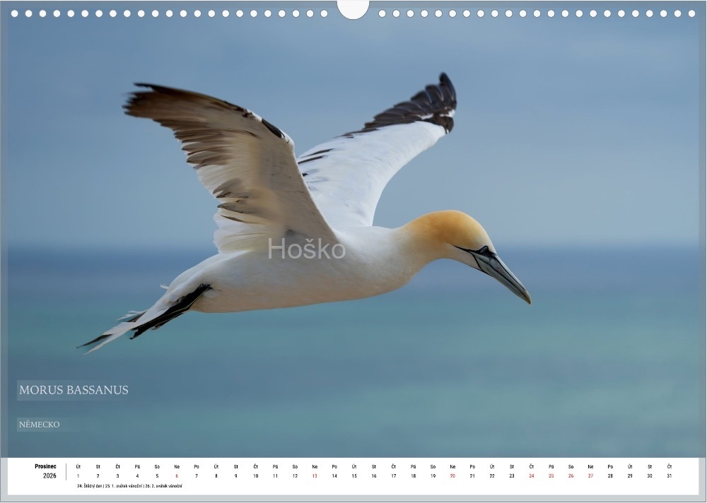 Bez-nazvu_010 Bez-nazvu_010