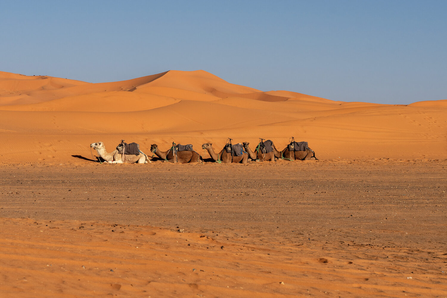 Osedlaná karavana dromedárů odpočívající v písku pod písečnými dunami Erg Chebbi v Merzouze v Maroku, cestovatelská a wildlife fotografie